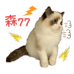 波醬&蜜醬=布偶貓