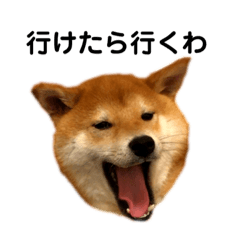 Shiba Pisuke stickers! (Japanese ver.)