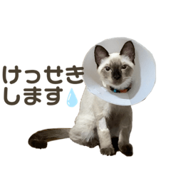 Siamese cat daily phrases in Japanese