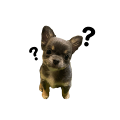 kukuくん