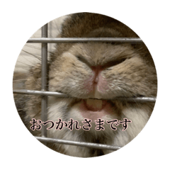 うさぎのくりちゃん くいこみスタイル Line スタンプ Line Store