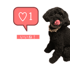 トイプードル Lineクリエイターズスタンプまとめ Stamplist トイプードル Lineクリエイターズスタンプまとめ Stamplist