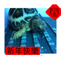 祝賀的烏龜