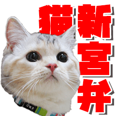cat Sticker shinguu