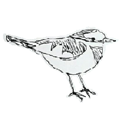 WhiteWagtail