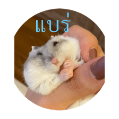 Very Mister Pietui 4