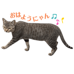 Nekokaigi LINE sticker 1