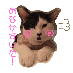 yayoi_20210210163626