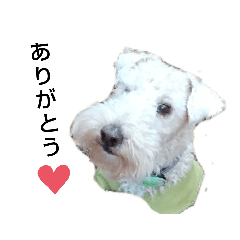 Botton ears terrier 2