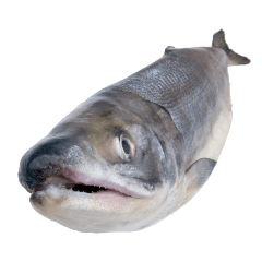 魚介スタンプ