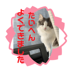 omochi_20210211005514