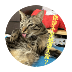 我們家有兩隻貓