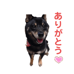 maneshiba-Konatsu