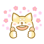 maroshiba san