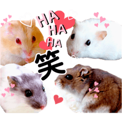 ASAHI hamsters