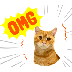 Orange_20210210144607