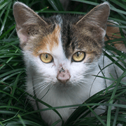 Street Cats(Taiwanese Version)