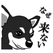 Black chihuahua sticker2