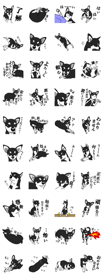 Black chihuahua sticker2