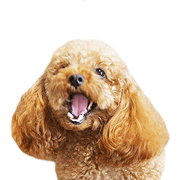 Sora of Toy Poodle