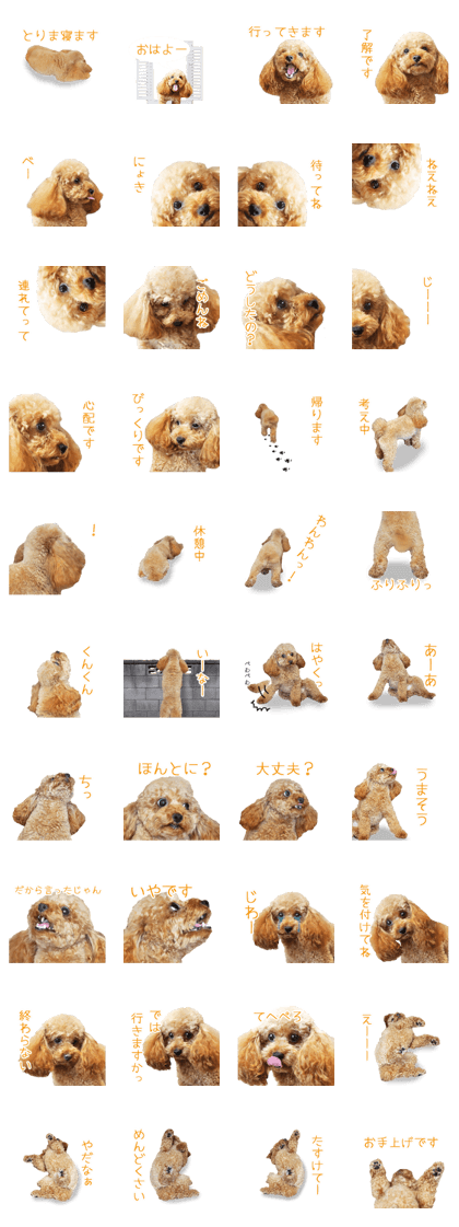 Sora of Toy Poodle
