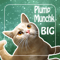 Plump Munchkin BIG