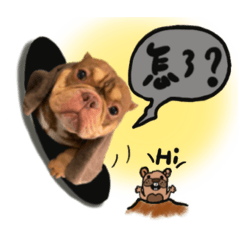 惡老闆～惡霸犬