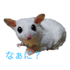 White Flying Squirrel