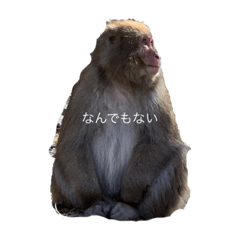 Monkey and rabbit