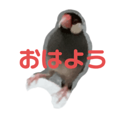 喜怒哀楽の激しい文鳥 Lineクリエイターズスタンプ Stamplist