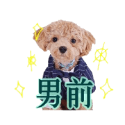 Handsome Moka everyday