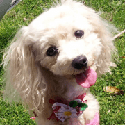 Maltipoo Clara 1