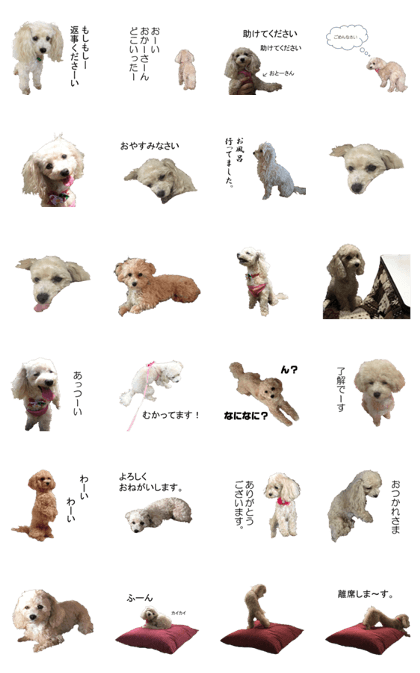 Maltipoo Clara 1