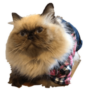 Thunderbolt cat