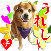 Rescued dogs 5