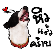 Panda Lover