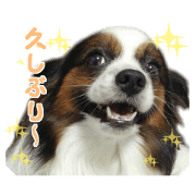 Papillon Chaos