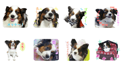 Papillon Chaos