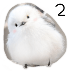 Burung putih- Shimaenaga 2.01