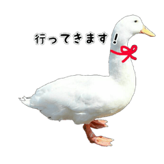 Cute duck sticker