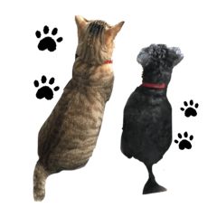 家にいる猫と犬日常会話スタンプ
