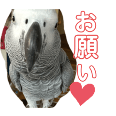 Gray parrot.ramuchan