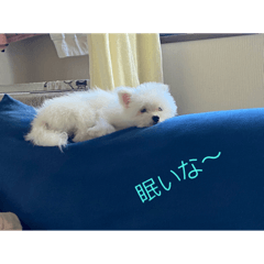 愛犬様のスタンプ