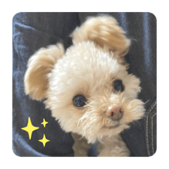 miki_20210213003923