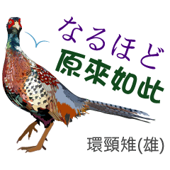 台灣野鳥-傑洛德拍鳥與繪鳥系列3