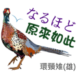 台灣野鳥-傑洛德拍鳥與繪鳥系列3