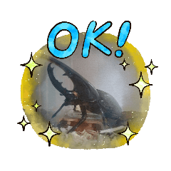 ringo_20210213082751