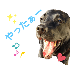 labradorretriever_20210212181228