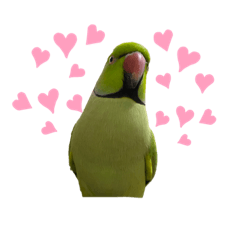 綠色ㄟ鸚鵡4