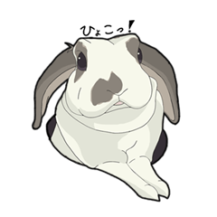 a lop-eared rabbit MiMi